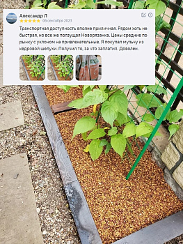 Скорлупа кедрового ореха