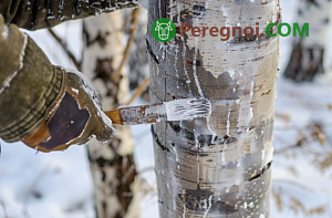 Что делать, если не успели побелить деревья до холодов?